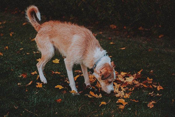 Scent games for your dog