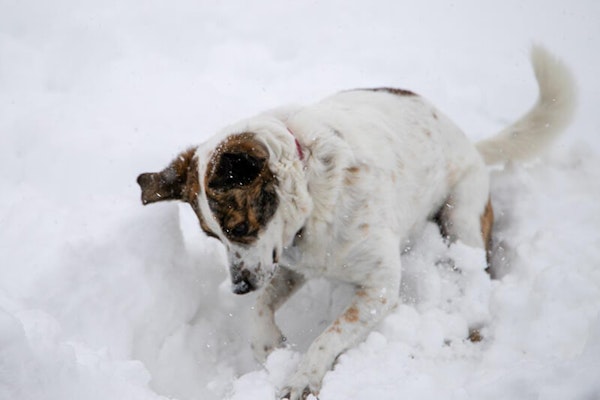 Why is my dog digging?