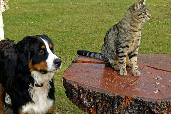 Introducing your dog to a cat
