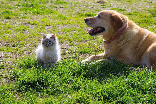 How to introduce your dog or puppy to a cat