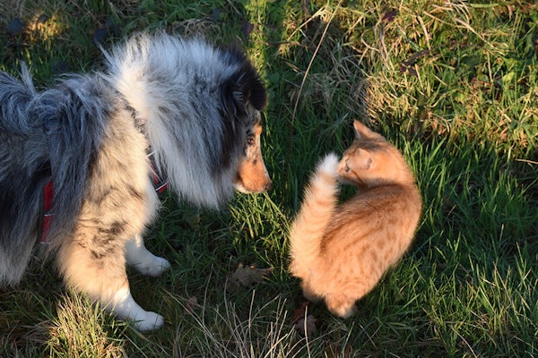Introducing your dog or puppy to a cat or kitten