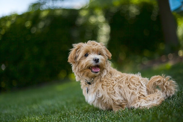 What is tailored dog food?
