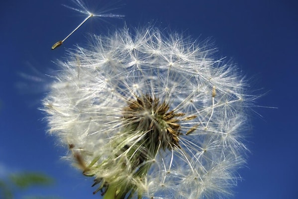 Can dogs eat dandelions?