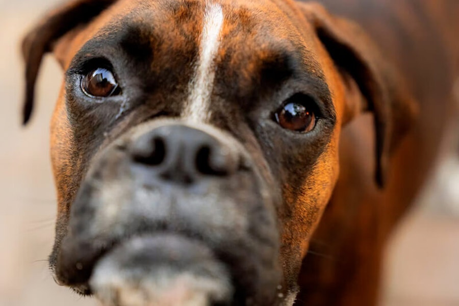 How long can a dog go without food?