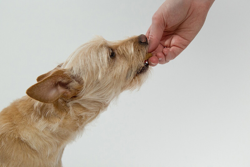 how long can chihuahua go without eating