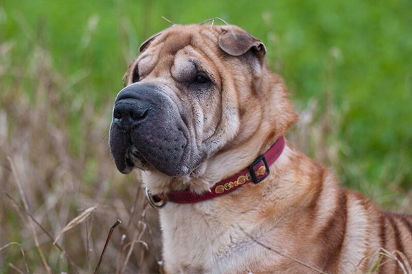 Wrinkly dog breeds Shar Pei