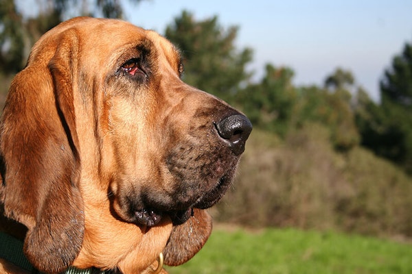 Wrinkly dog breeds Bloodhound