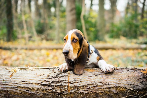 Wrinkly dog breeds Basset Hound