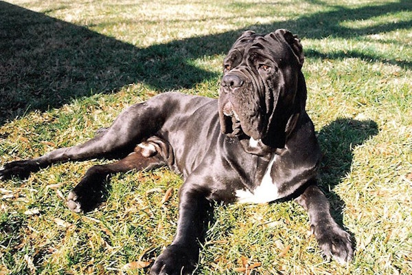 Wrinkly dog breeds Neapolitan Mastiff