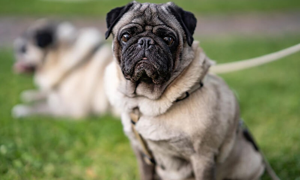 Wrinkly dog breeds Pug