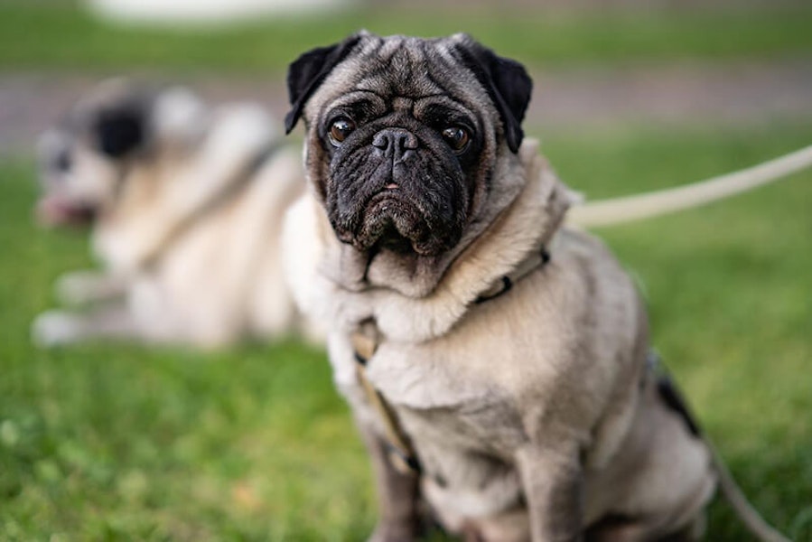 Wrinkly dog breeds Pug