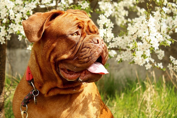 Wrinkly dog breeds Dogue de Bordeaux 
