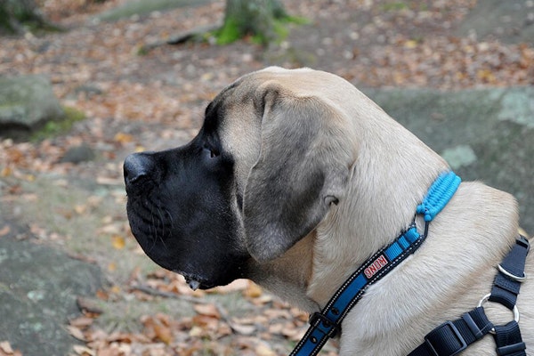 Wrinkly dog breeds English Mastiff