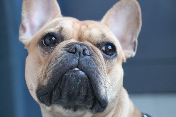 Wrinkly dog breeds French Bulldog