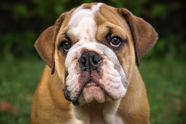 Wrinkly dog breeds Bulldog