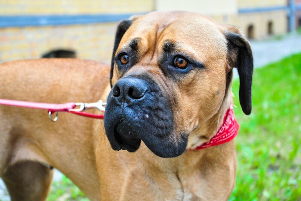 Wrinkly dog breeds Bullmastiff