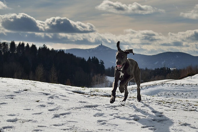 Great Dane puppy