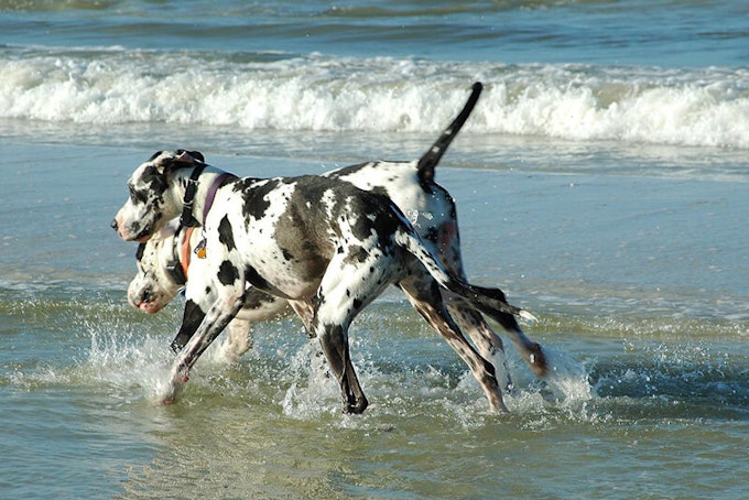 Harlequin Great Dane