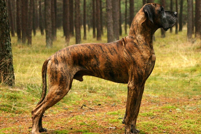 Brindle Great Dane