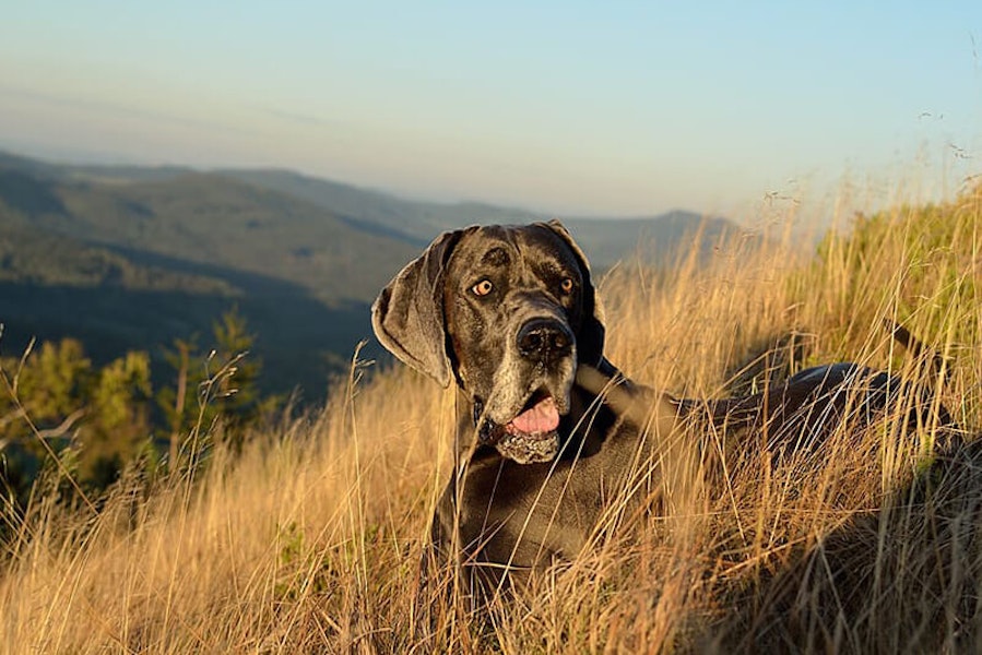 Blue Great Dane