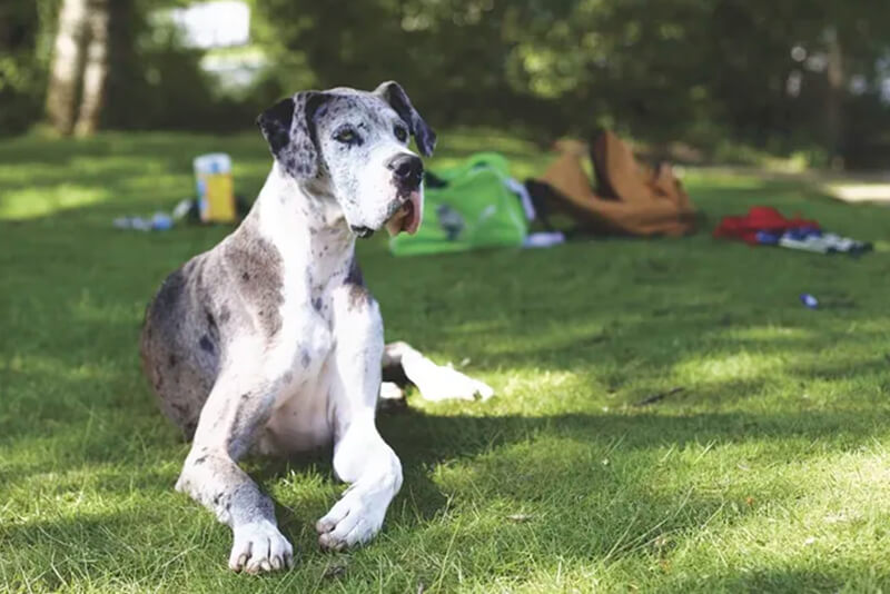 Famous great dane names cheap