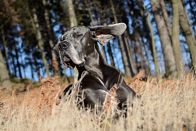 Best dog food for your Great Dane