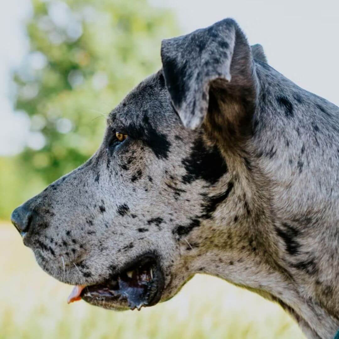 is a great dane a good pet