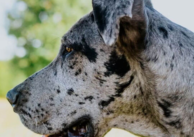 Great Dane