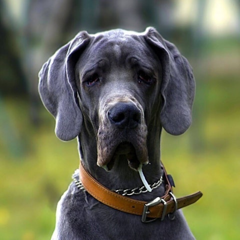 Great Dane best dog food