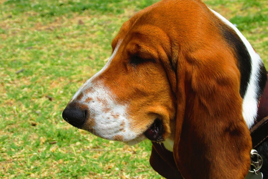 How to clean your dog's ears