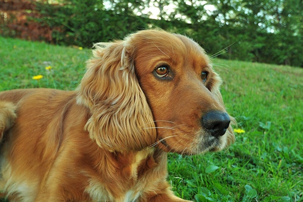 Cleaning your dog's ears