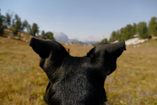 How to clean your dog's ears