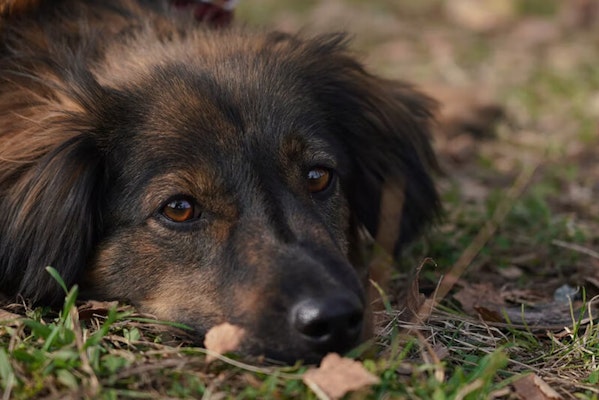 Furunculosis in dogs