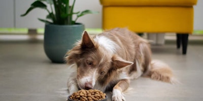 Dog food ingredients to avoid