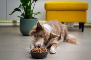 Dog food ingredients to avoid