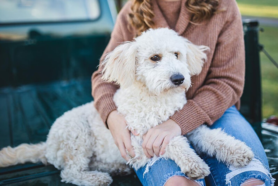 How to tell if your dog loves you