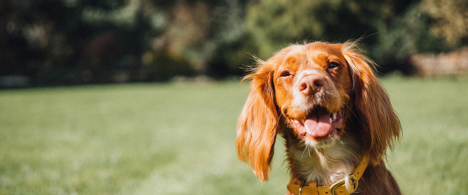 Sensitive skin dog food