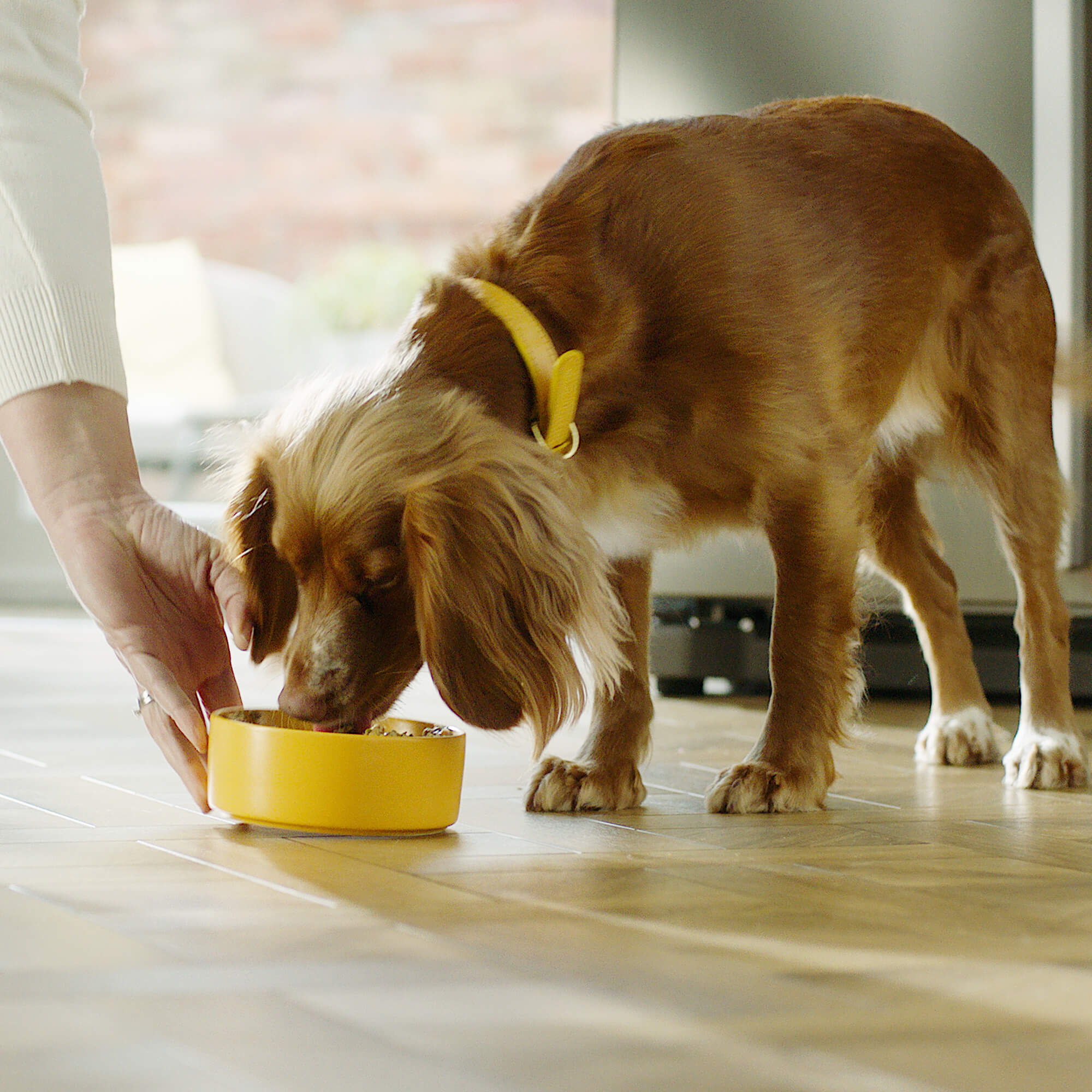 Healthy Dog Food For Sensitive Skin Pure Pet Food