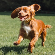 What Is The Best Low Fat Dog Food For Pancreatitis