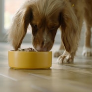 Do You Have To Feed A Diabetic Dog