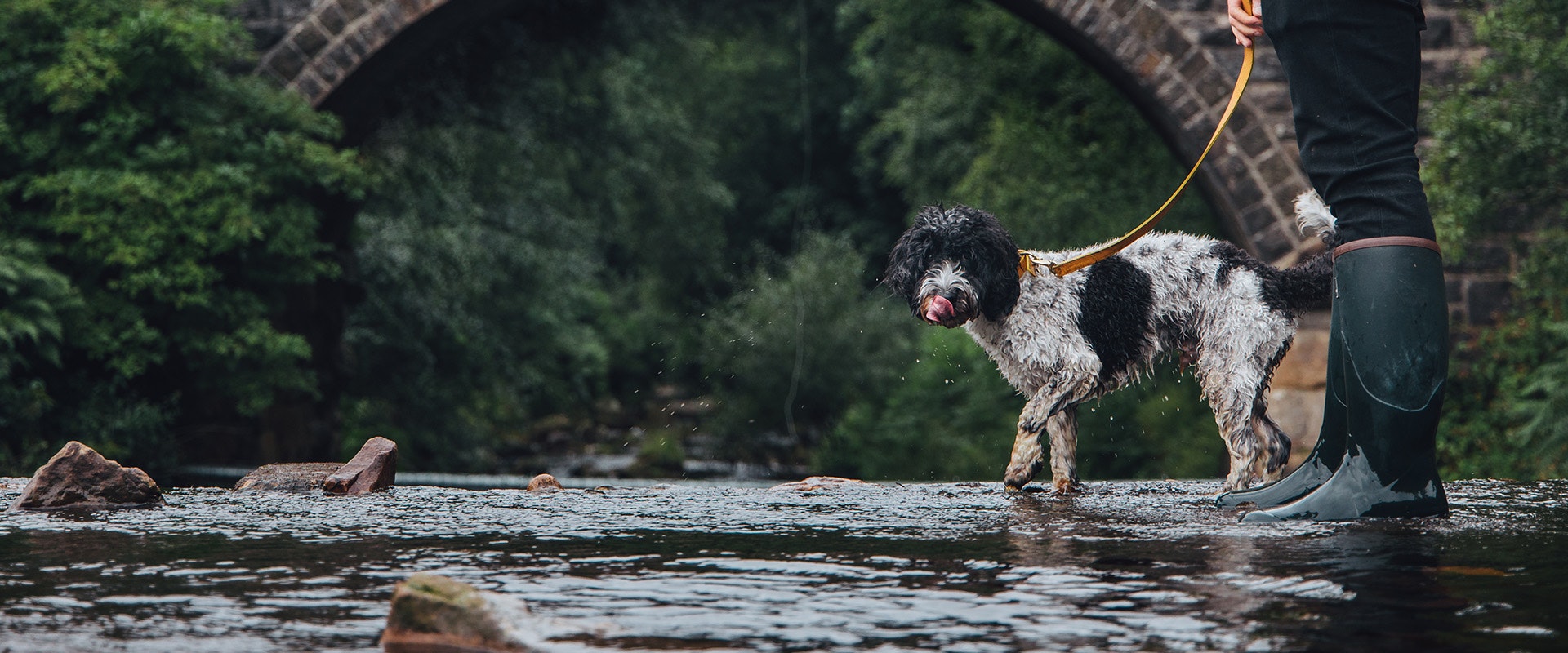 Dog walking in water