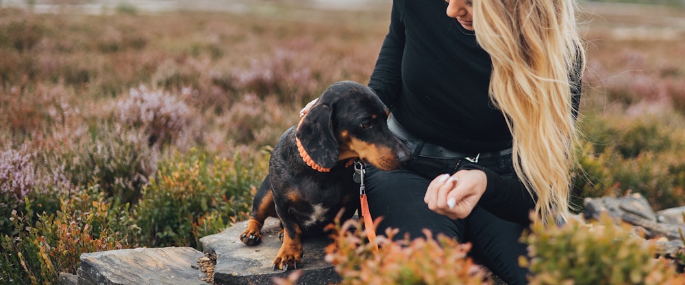 Dog food subscription