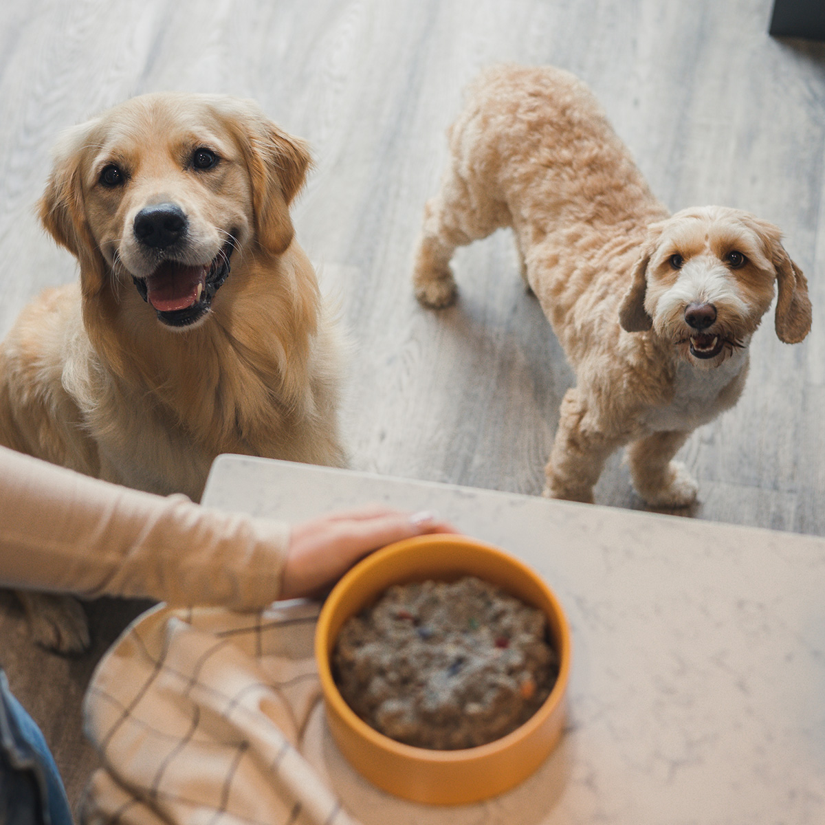 Monthly Dog Food Subscription UK Pure Pet Food
