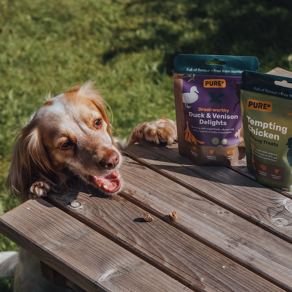 Dog food and treats subscription