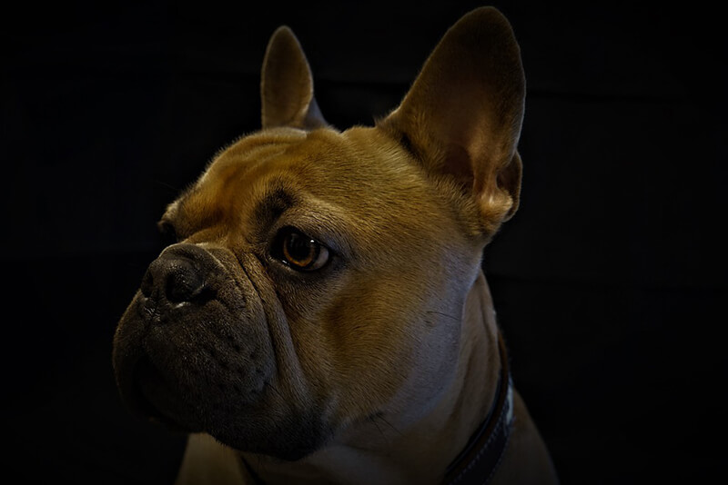 Can Puppies See In The Dark