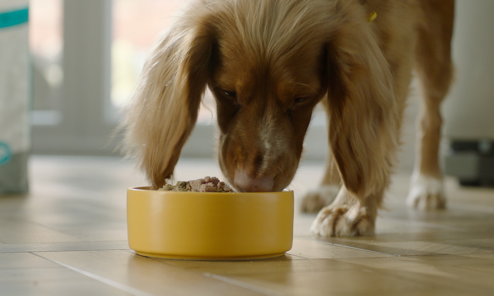 Food for diabetic dogs hot sale uk