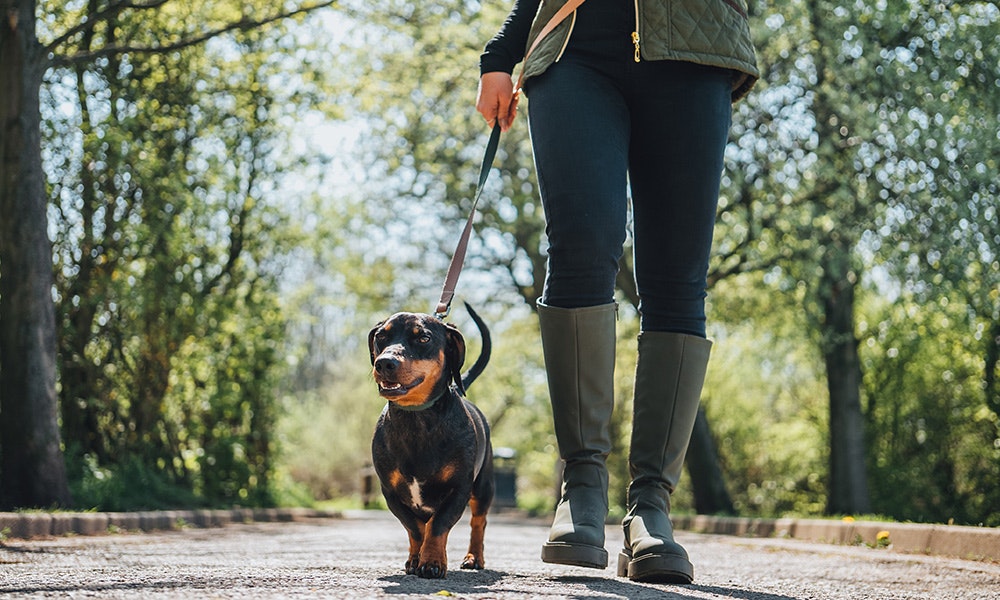 Pancreatitis dog food