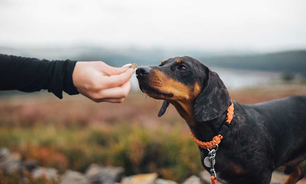 Lamb dog treats