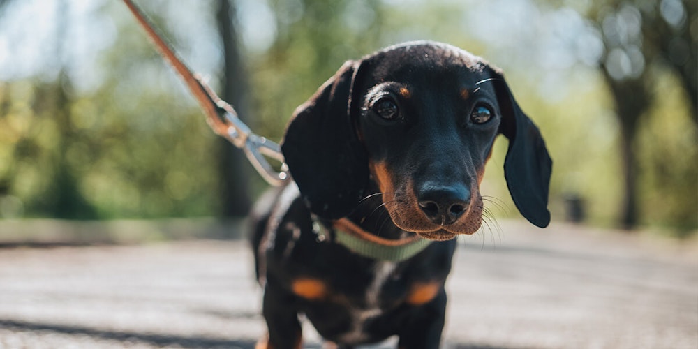 Caring puppy food