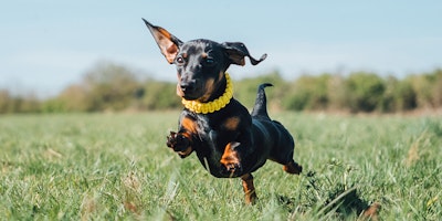 Hond rent in gras